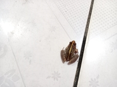 Leptodactylus fuscus