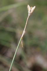 Narcissus deficiens