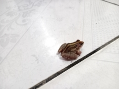 Leptodactylus fuscus