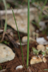 Narcissus deficiens