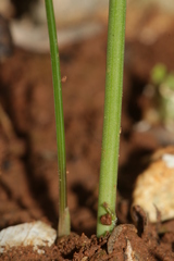 Narcissus deficiens