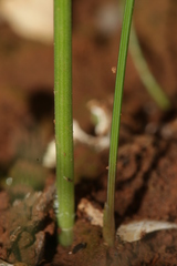 Narcissus deficiens