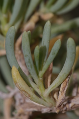Salsola melitensis