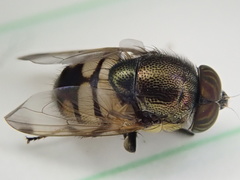 Stomorhina discolor