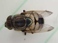 Stomorhina discolor