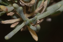 Salsola melitensis