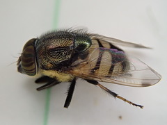 Stomorhina discolor
