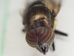 Stomorhina discolor