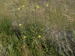 Oenothera elata hirsutissima