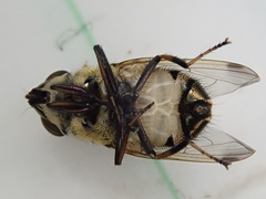 Stomorhina discolor