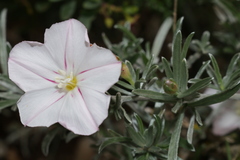 Convolvulus oleifolius