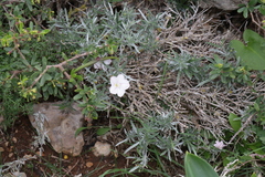 Convolvulus oleifolius