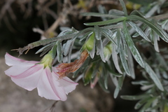 Convolvulus oleifolius