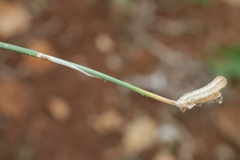 Narcissus deficiens