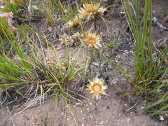 Syncarpha ferruginea