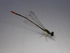 Agriocnemis exsudans