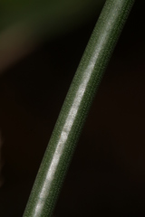 Narcissus deficiens