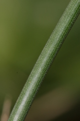 Narcissus deficiens