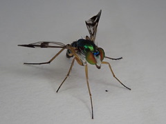 Austrosciapus connexus