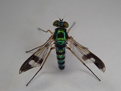 Austrosciapus connexus