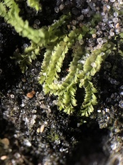 Geocalyx graveolens