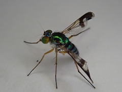 Austrosciapus connexus