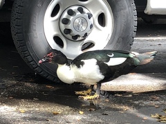 Cairina moschata domestica