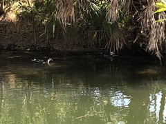 Cairina moschata domestica