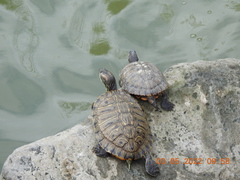 Trachemys scripta elegans
