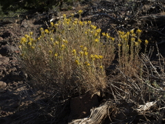 Chrysothamnus viscidiflorus puberulus