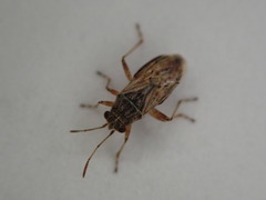 Nysius vinitor