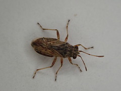 Nysius vinitor