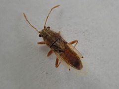 Nysius vinitor
