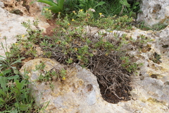 Chiliadenus bocconei