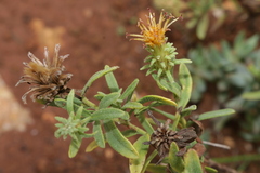 Chiliadenus bocconei