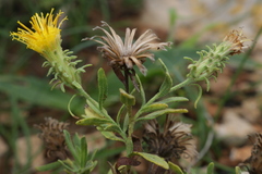 Chiliadenus bocconei