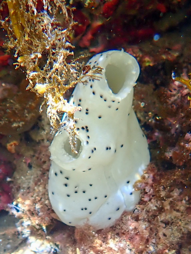Obese Ascidian