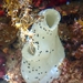 Obese Ascidian - Photo (c) greengal72, some rights reserved (CC BY-NC)