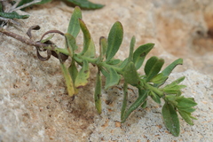 Chiliadenus bocconei