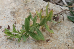 Chiliadenus bocconei
