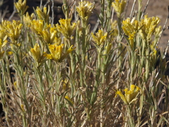 Chrysothamnus viscidiflorus puberulus