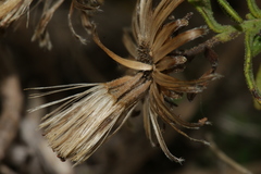 Chiliadenus bocconei