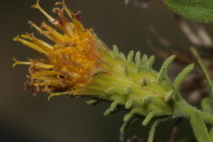 Chiliadenus bocconei