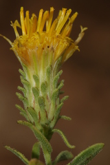 Chiliadenus bocconei