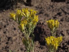 Chrysothamnus viscidiflorus puberulus