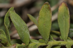 Chiliadenus bocconei