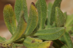 Chiliadenus bocconei