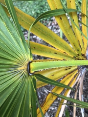 Serenoa repens