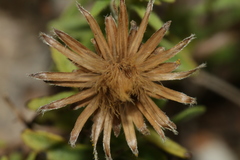 Chiliadenus bocconei