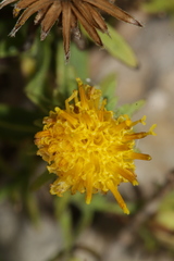 Chiliadenus bocconei